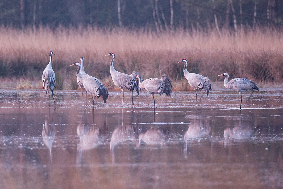 Acht Kraniche stehen auf einem Bein im Flachwasser vor einem Schilfgürtel